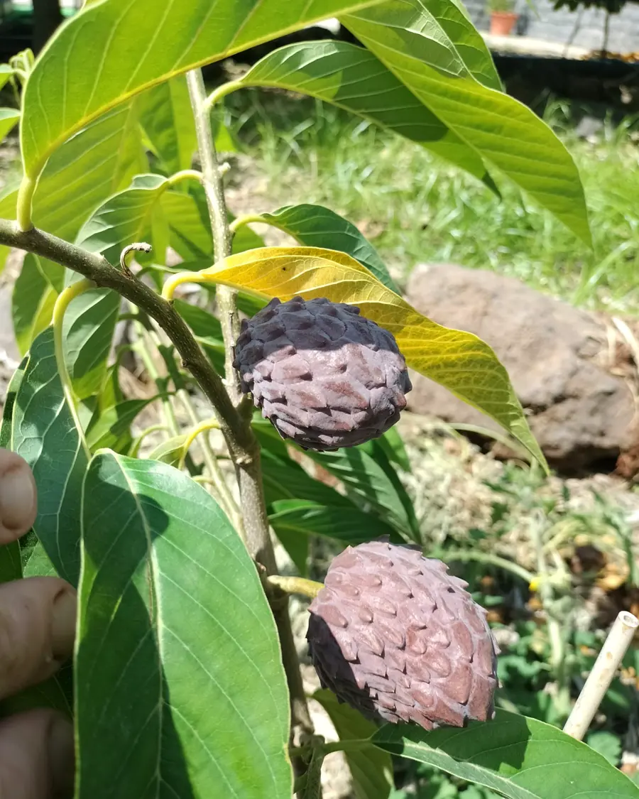 Atemoias rosadas a crescer numa árvore de cliente