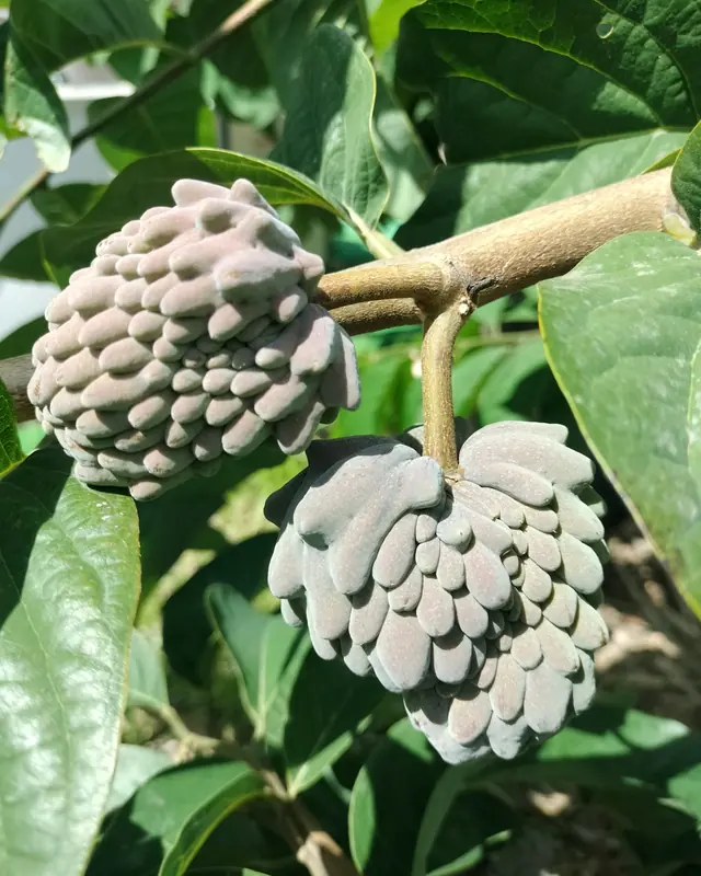 Duas atemoias rosadas num ramo