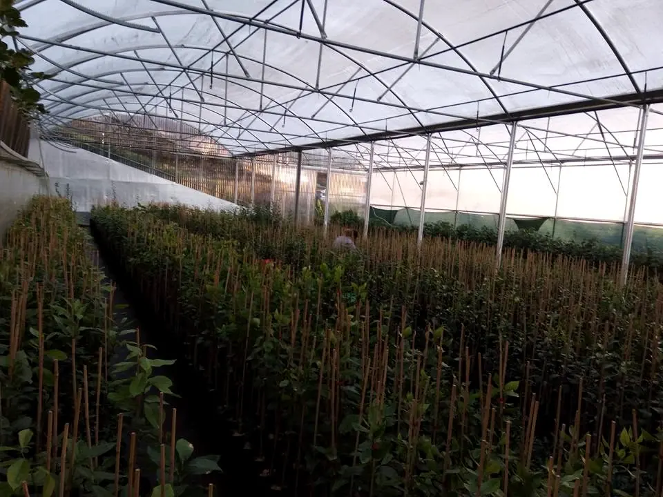 Estufa grande com plantas a crescer em fila