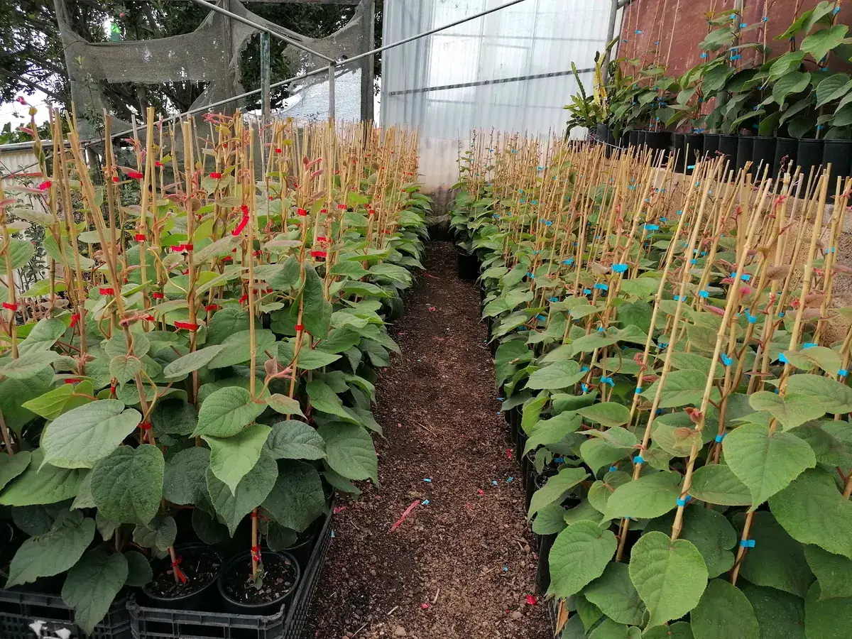Interior de uma estufa com filas de plantas jovens presas a tutores de cana