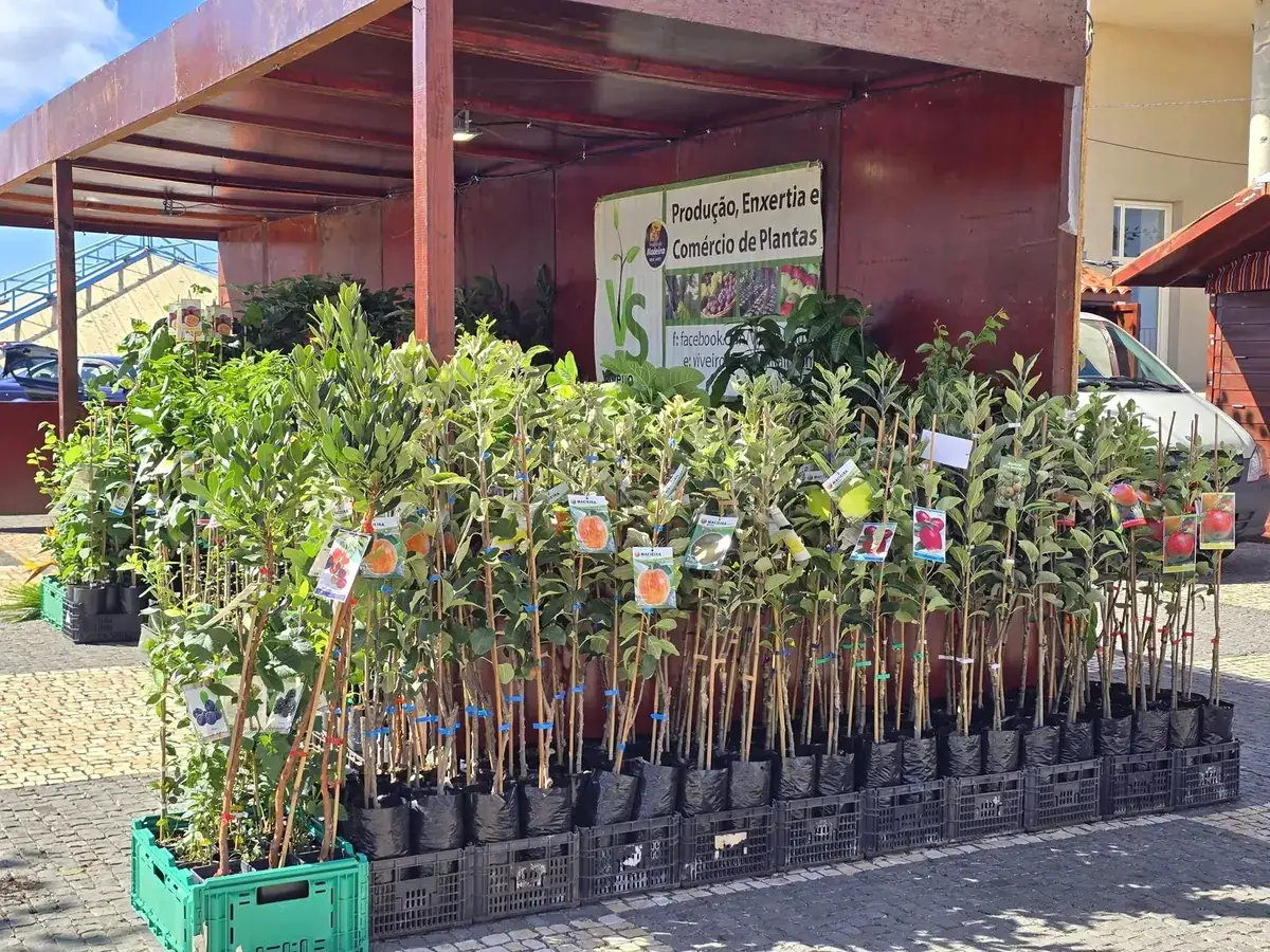 Banca do ViveiroSousa com fruteiras etiquetadas e a placa da empresa